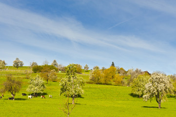 Cows, meadow and flowering trees in Switzerland