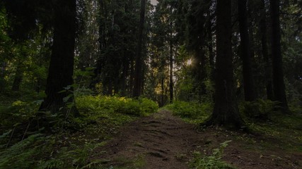 Obraz premium Forest 012