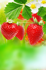 fresh garden strawberry