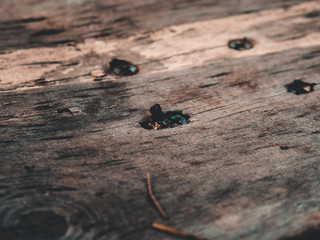 Aged Wood
