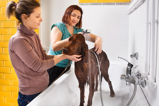 pet groomer washing dog from the shower