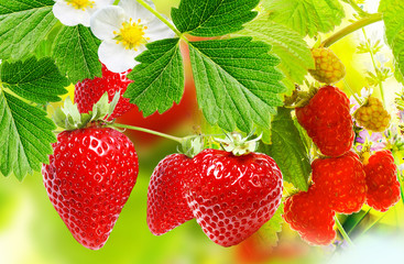 gardening strawberries and raspberries