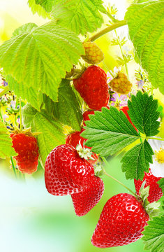 garden raspberries wits strawberries