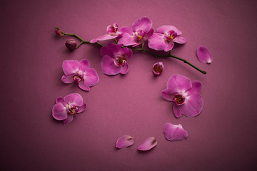 the beautiful orchid flowers
