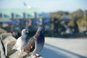 Pigeons On A Rooftop. Beautiful Bokeh Background