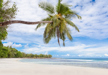  cocotier penché sur plage de Barbarons, île de Mahé, Seychelles 