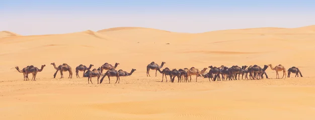 Gordijnen Camels in the Empty Quarter © David_Steele