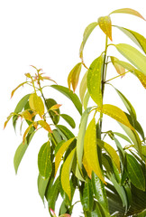 feuilles de cannelle, fond blanc