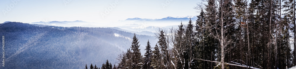 Wall mural Winter foggy coniferous forest. Wild nature of the Carpathian Mountains in Eastern Europe, Ukraine