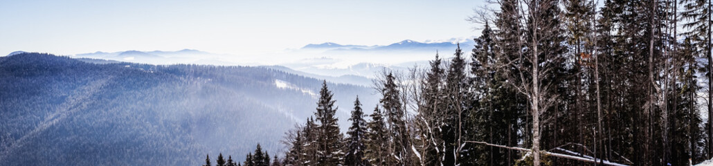 Fototapeta na wymiar Winter foggy coniferous forest. Wild nature of the Carpathian Mountains in Eastern Europe, Ukraine