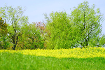 Obraz premium 新緑と菜の花