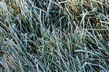 Grass covered with a hoarfrost on autumn