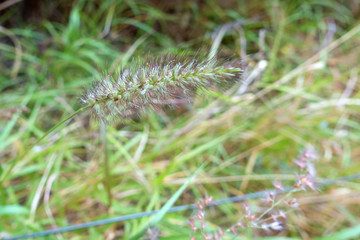 Grass seedhead in the outback of the Northern Territory in Australia