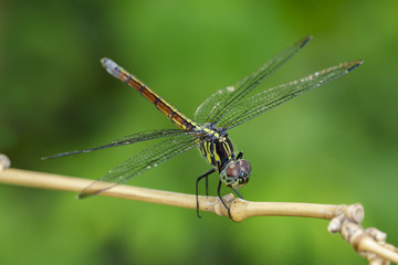 Image of crimson dropwing dragonfly(female)/Trithemis aurora on a branch on nature background. Insect. Animal