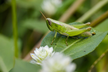Image of green locust on green leaves. Insect Animal. (Caelifera., Acrididae)