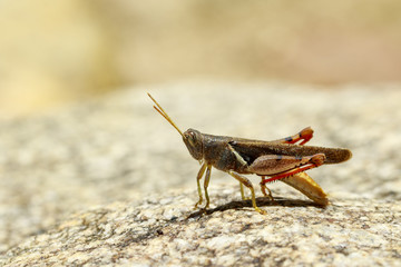 Image of White-banded Grasshopper(Stenocatantops splendens) on the rock. Insect. Animal.