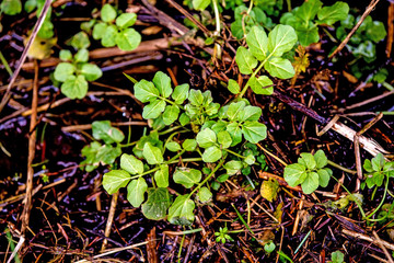 water cress in a German forest