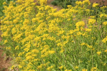 Fototapeta premium 水菜の花
