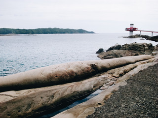 Fototapeta premium 高知県・竜串海岸の足摺海底館
