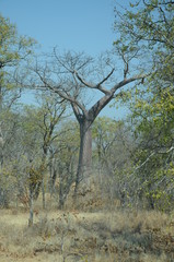 THe African landscape. Baobab. Zimbabwe