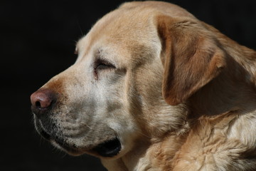      Portrait Of Labrador Retriever 
