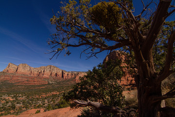 Sedona Valley with blue sky and tree