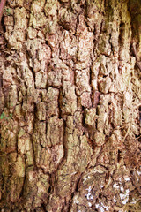 Texture of tree