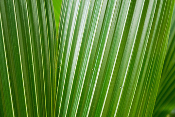 Obraz premium Abstract background coconut leaf