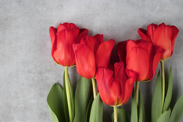 Red  tulips on gray background.