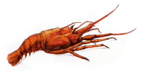 spiny lobster boiled