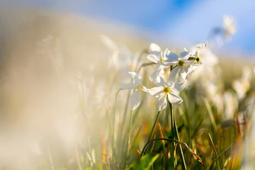Foto op Canvas Narcis in slovenian mountains during spring. © PawelUchorczak