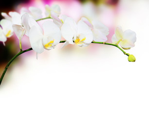 beautiful spring flower background with copy space