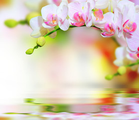 Fototapeta na wymiar beautiful spring flower background with copy space