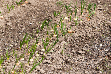 Saplings of onion in the garden in the spring