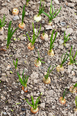 Saplings of onion in the garden in the spring