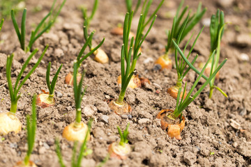 Saplings of onion in the garden in the spring