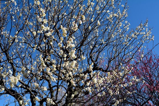 青空を背景に梅の花が咲く