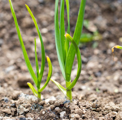 Saplings of onion in the garden in the spring