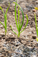 Saplings of onion in the garden in the spring
