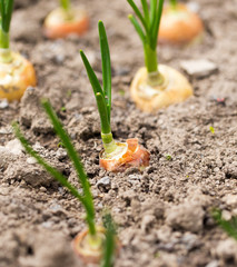 Saplings of onion in the garden in the spring
