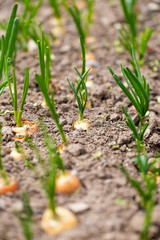 Saplings of onion in the garden in the spring