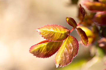 Young red leaves on branches in spring