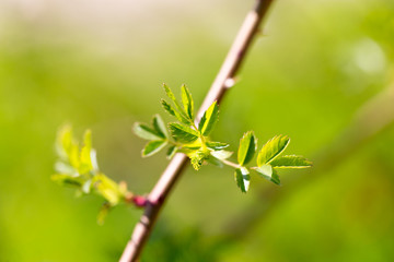 Young green leaves on branches in spring