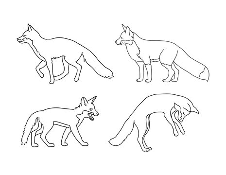 Fox outline