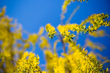 Yellow flowers on willow branches in spring