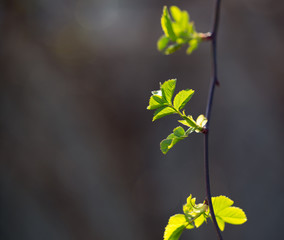 Young green leaves on branches in spring