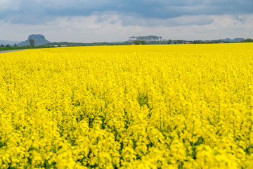 Obraz premium Raps fields near to Konigstein fortress