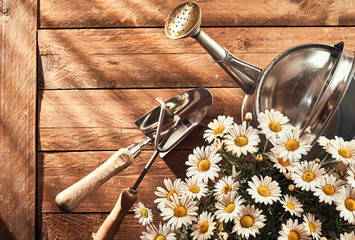 Garden flat lay with flowers and watering can