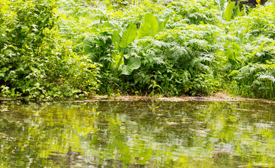 Green grass with reflection in the lake