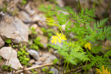 Fern leaves in a park in the nature